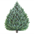 Die-Cut Evergreen Placemat