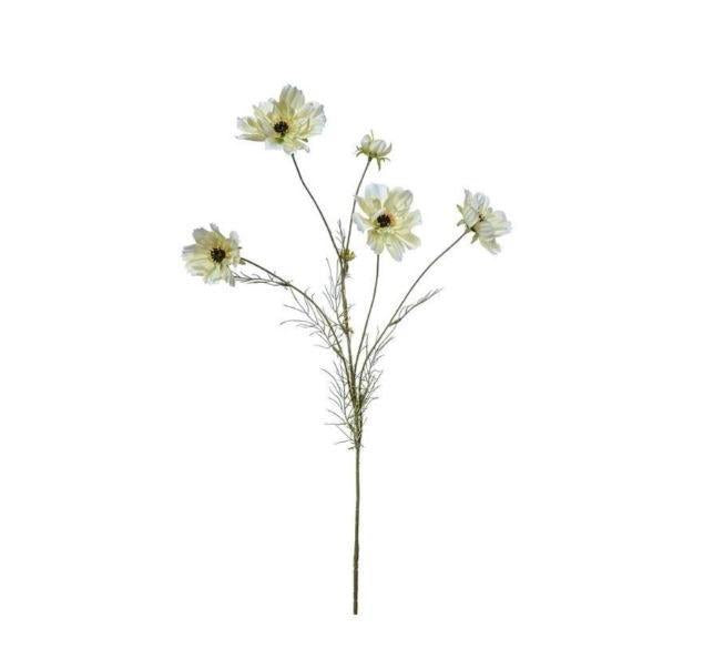 Cosmos Spray Cream