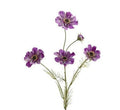 Cosmos Spray Purple