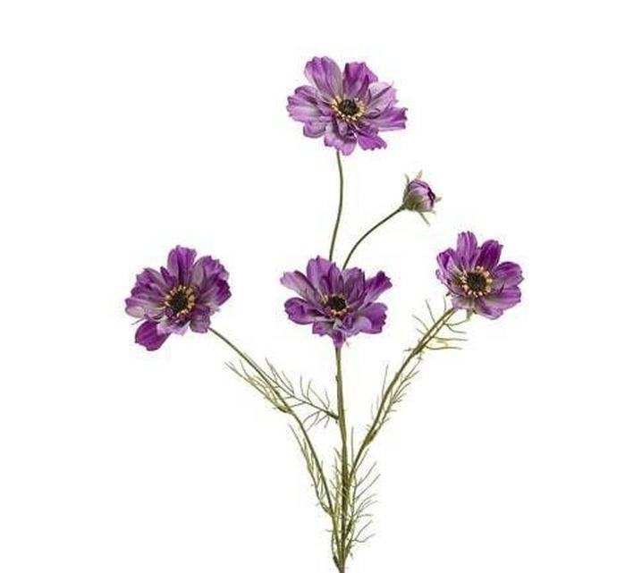 Cosmos Spray Purple
