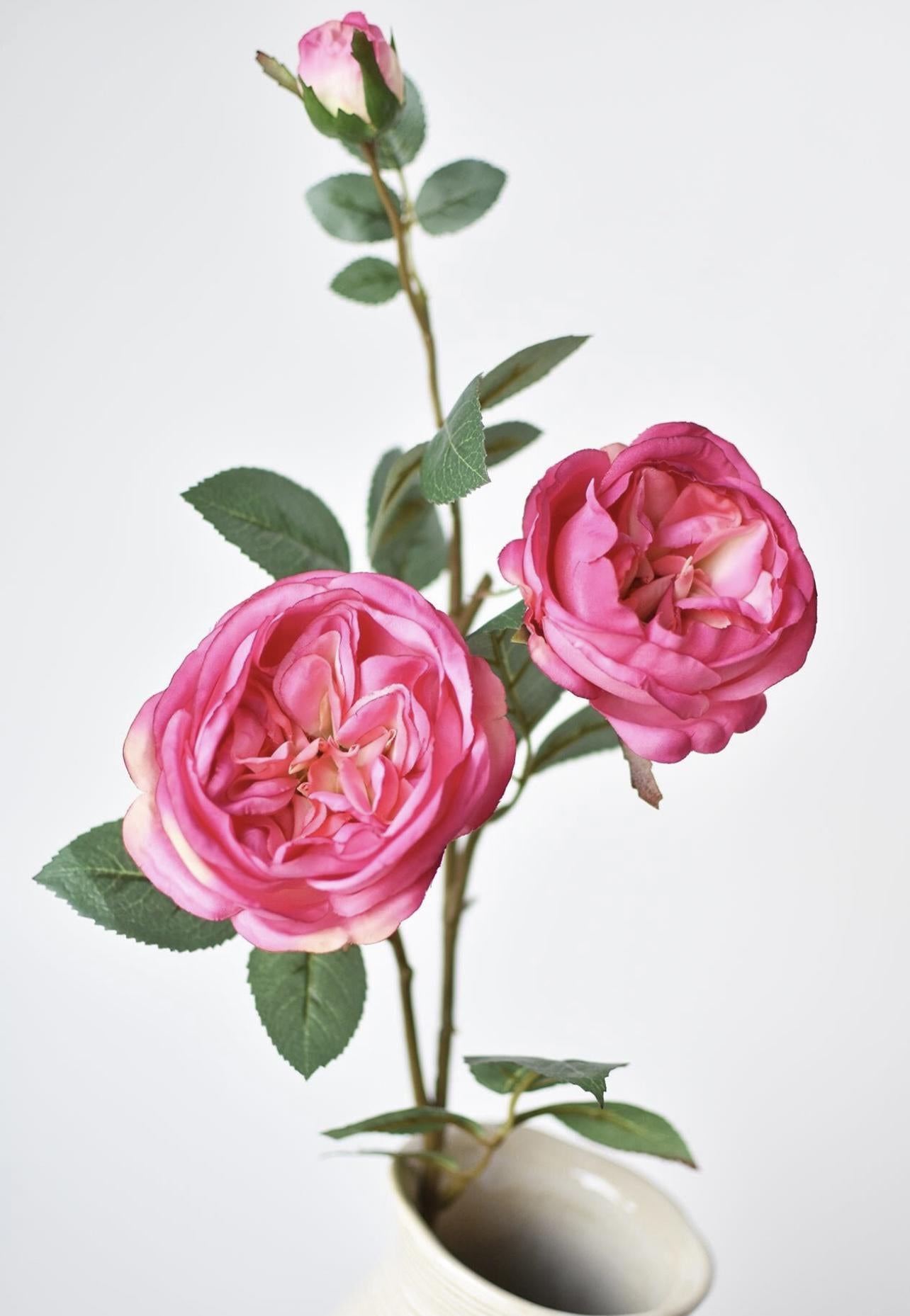 Cabbage Rose Fuchsia
