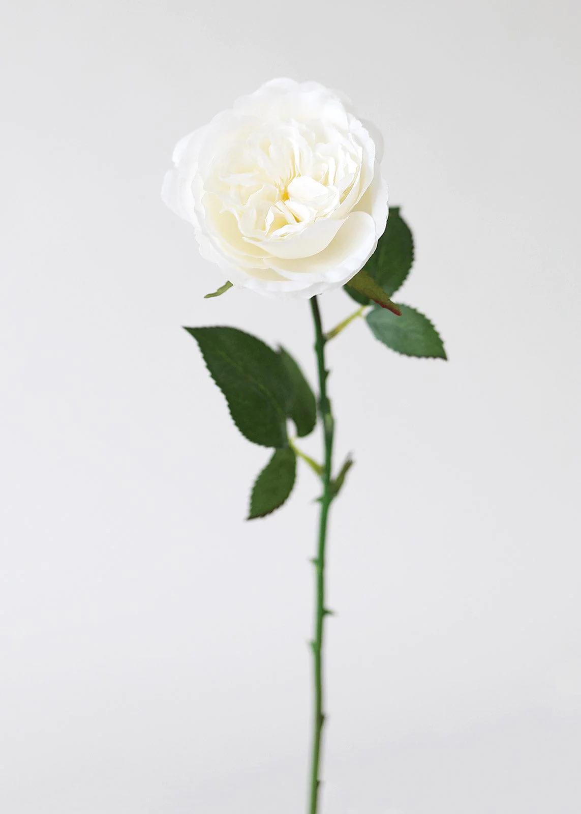Cabbage Rose White